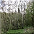 NS8044 : Hazel coppice in the Nethan Gorge by Alan O'Dowd