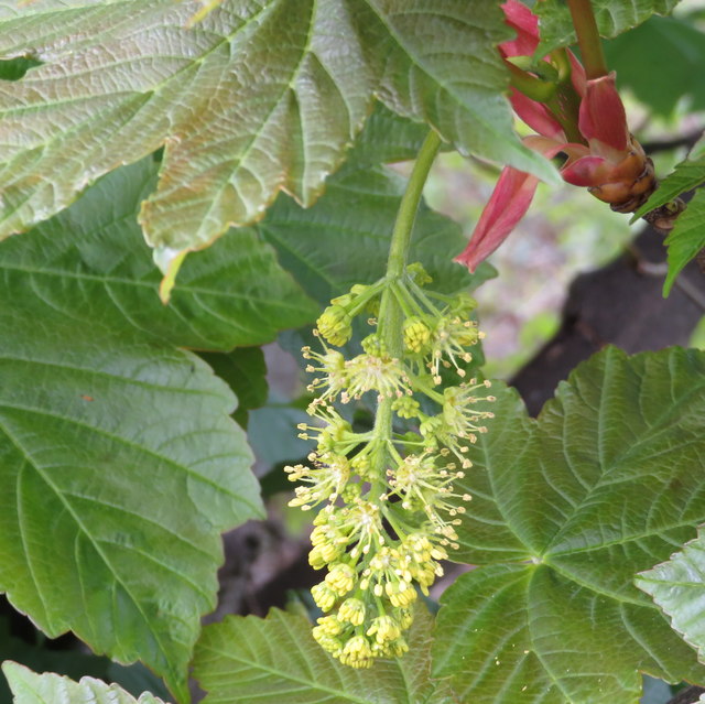 Sycamore inflorescence