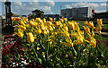 SX9265 : Tulips, Babbacombe Downs by Derek Harper