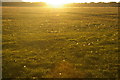 TM4258 : Sunset over pasture, off the Sailor's Path by Christopher Hilton