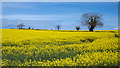 J5278 : Oil seed rape near Bangor by Rossographer