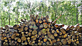 TQ1425 : Pile of logs in Marlpost Wood by Ian Hawfinch