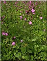 NS5574 : Red campion, Silene dioica by Richard Sutcliffe