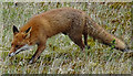 NJ3557 : Fox (Vulpes vulpes) by Anne Burgess