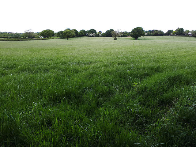 Grassland west of Bar Lane