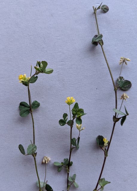 Trifolium dubium