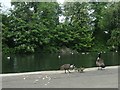 SE3219 : Canada geese on the lake shore, Thornes Park, Wakefield by Christine Johnstone