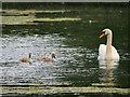 SD8611 : Swan and Cygnets, Queen's Park Lake by David Dixon