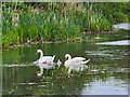 SD7909 : Swans on the Canal (day 6) by David Dixon