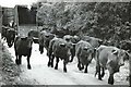 TF3902 : Welsh Black cattle being unloaded onto Guyhirn Wash at Ring's End by The Humphrey Family Archive