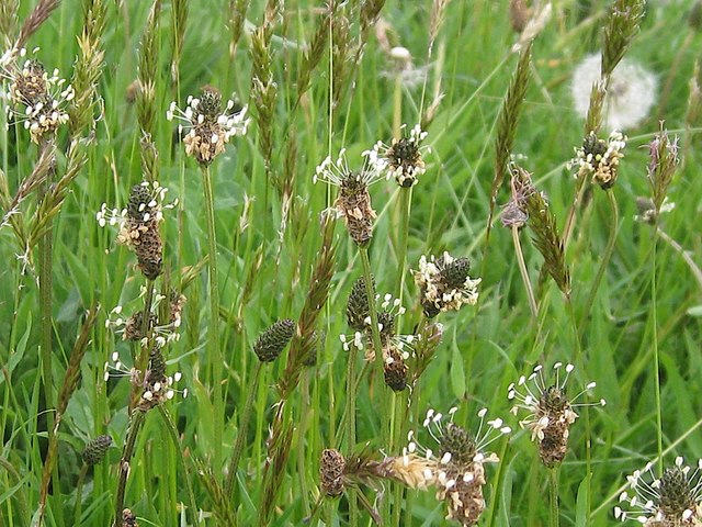 Spring wildflowers in St Nicholas Park, Warwick