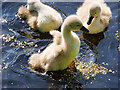 SD7909 : Eight-day-old Cygnets by David Dixon