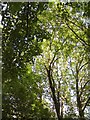 SJ9594 : Treetops in Gower Hey Wood by Gerald England