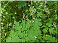 TF0820 : Geranium robertianum by Bob Harvey