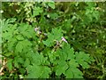 TF0820 : Geranium robertianum - seed pod formation by Bob Harvey