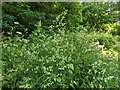 TF0820 : Flowering grasses near the seat by Bob Harvey