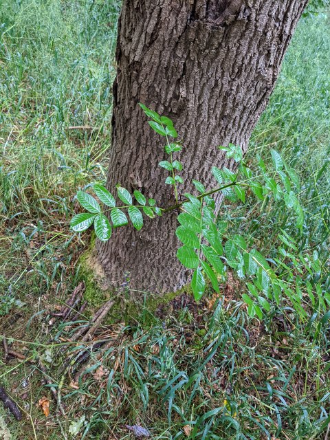 Sprouting Hazel