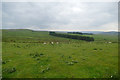 NZ0334 : Plantations below Sunniside Edge by Andy Waddington