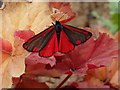 SO7844 : Cinnabar moth by Philip Halling