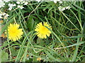 SJ1160 : Hedgerow flowers - Dandelion by Eirian Evans