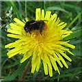 NT2469 : Red-tailed Bumblebee on Dandelion flowers by M J Richardson