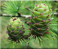 NJ3362 : Larch Cones by Anne Burgess