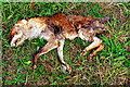 TL2555 : Remains of a fox by Tiger