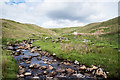 NY8019 : Tarn Gill by Trevor Littlewood