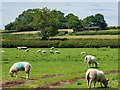 SK3513 : A sheep field off Babelake Street, Packington by Oliver Mills