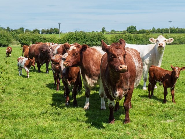 A mob of cows after giving chase, near Redburrow Farm, Packington