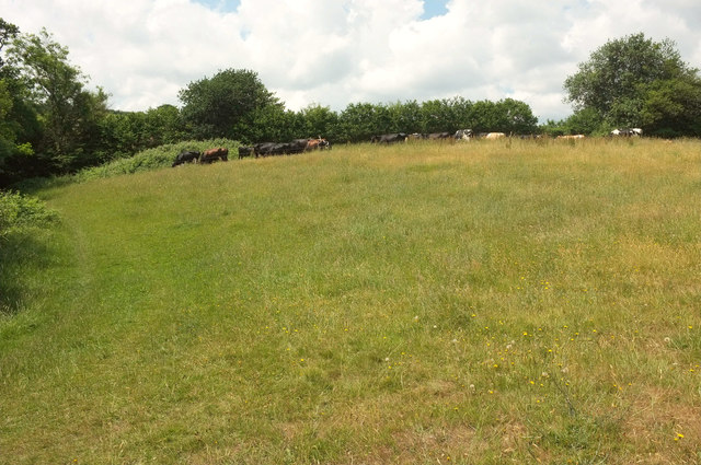 Cattle pasture by Decoy Brake