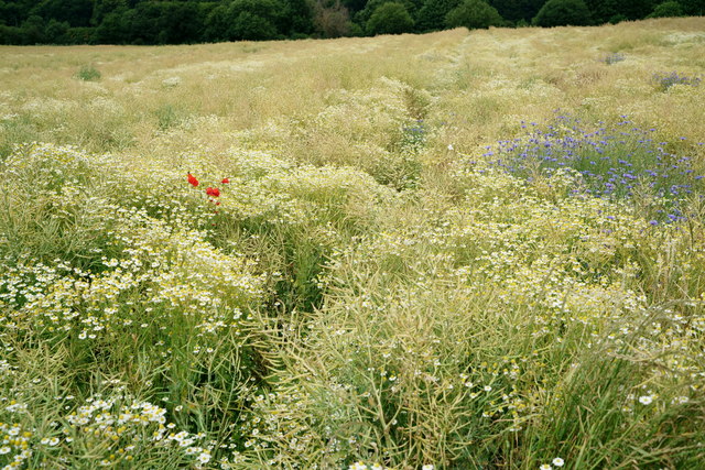 Field Near Wickham Court