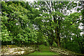 NZ0220 : Entry to Baxton Gill wood by Andy Waddington