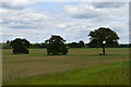 SU8071 : In-field trees near Pound Lane, Hurst by Simon Mortimer