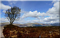 NN1574 : Lone birch by the Allt a'Mhuilinn path by Andy Waddington