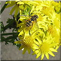 NT2469 : Hoverfly on Ragwort flowers by M J Richardson