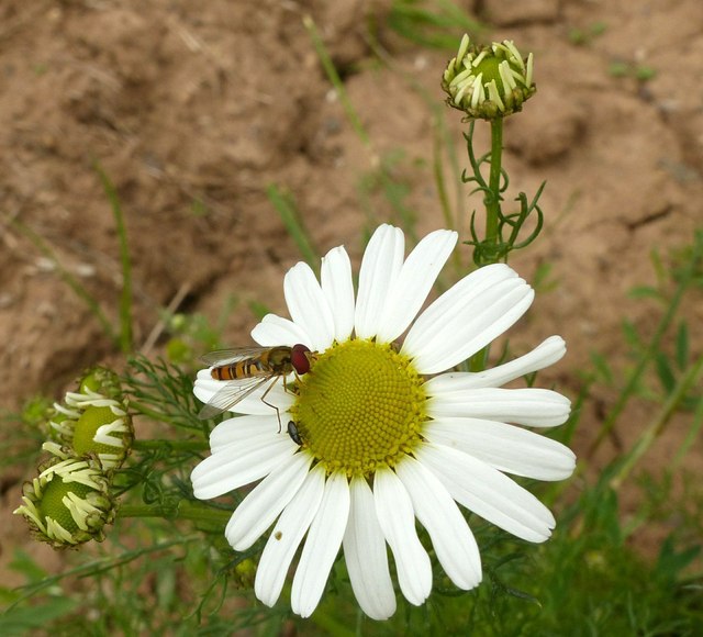 Hoverfly and beetle on Camomile