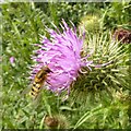 SK6647 : Hoverfly on thistle by Alan Murray-Rust