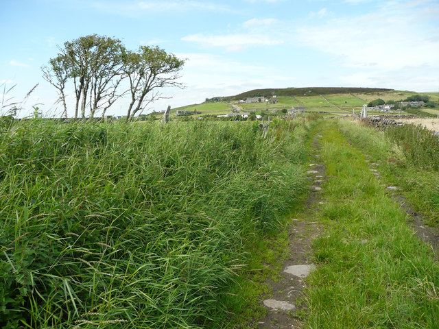 Causeway and an elder tree, Slaithwaite