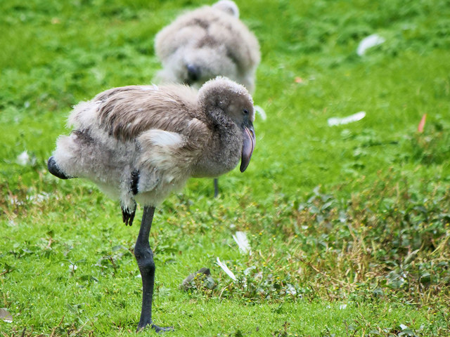 Greater Flamingo Juvenile