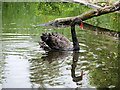 SD4214 : Black Swan at Martin Mere by David Dixon