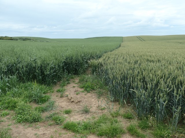 Oats and wheat near a 97 metre spot height