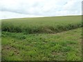 TA1272 : Oilseed rape growing in West Field by Christine Johnstone