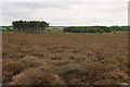 TF6721 : Heathland on Grimston Warren by Hugh Venables