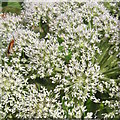 NT2159 : Wild Angelica - Angelica sylvestris by M J Richardson