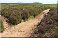 ST1438 : Puddle on bridleway near Halsway Post by Derek Harper