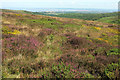 ST1339 : Heather on Thorncombe Hill by Derek Harper