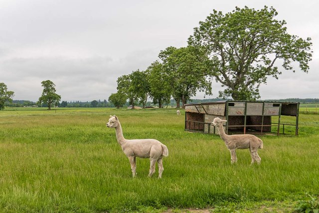 Alpaca at Milton of Kilravock Farm