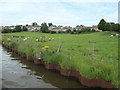 SD9950 : Sheep grazing on the skirts of Skipton by Christine Johnstone