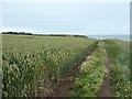 TA2469 : Wheatfield on Flamborough's South Cliff by Christine Johnstone